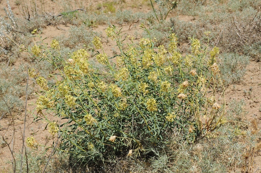 Image of Dendrostellera ammodendron specimen.