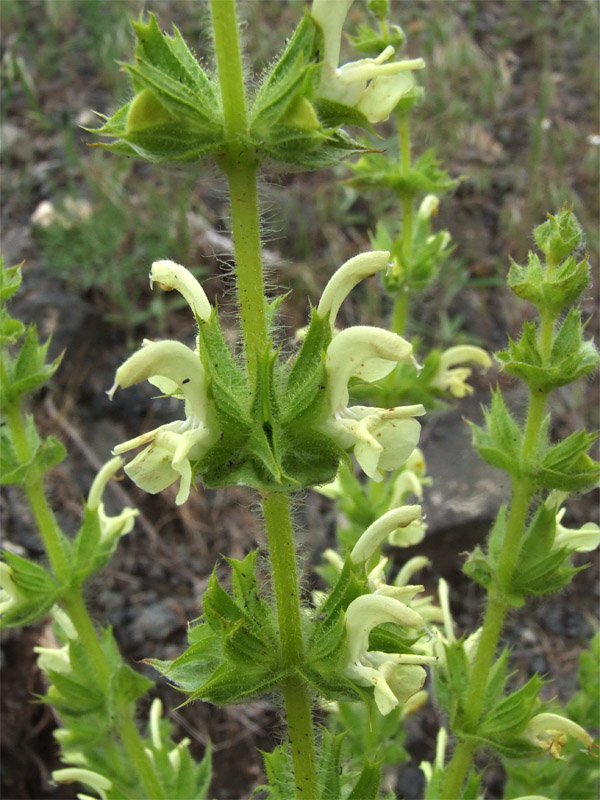 Image of Salvia ceratophylla specimen.