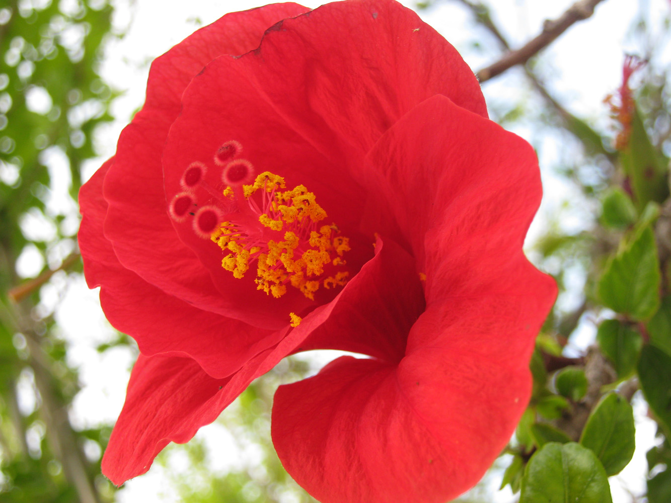 Image of Hibiscus rosa-sinensis specimen.