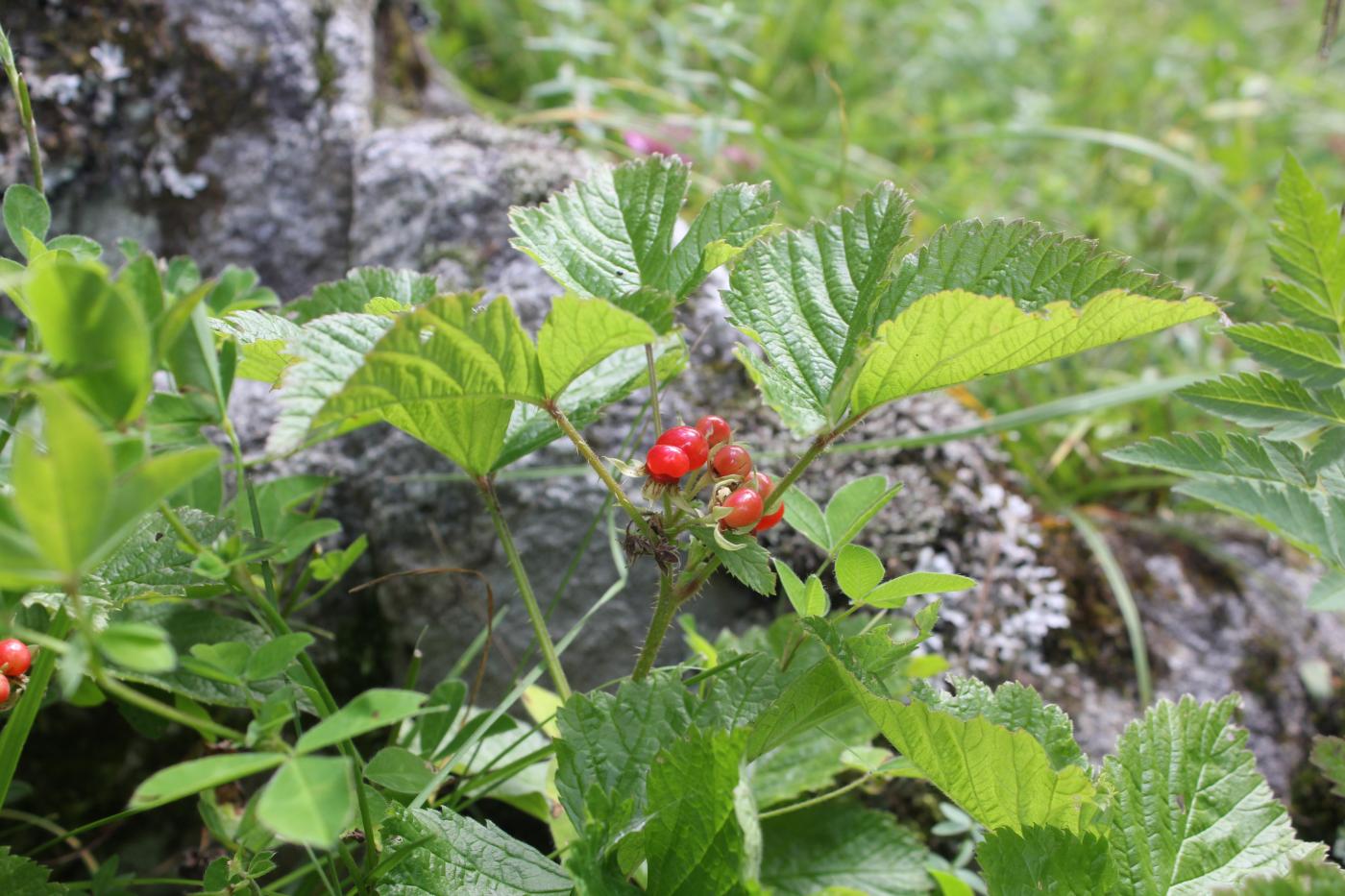 Изображение особи Rubus saxatilis.