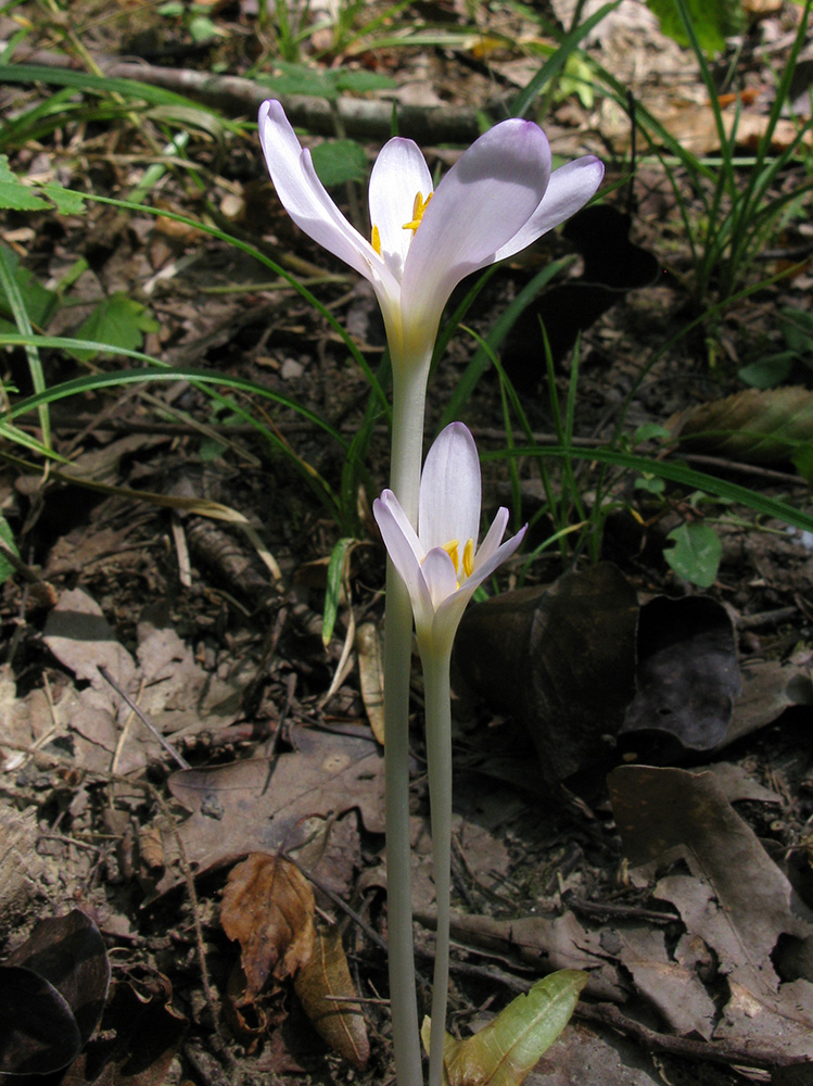 Image of Colchicum umbrosum specimen.