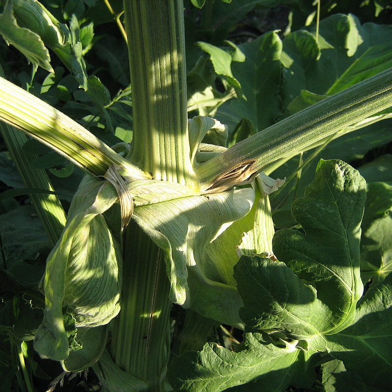 Image of Heracleum stevenii specimen.