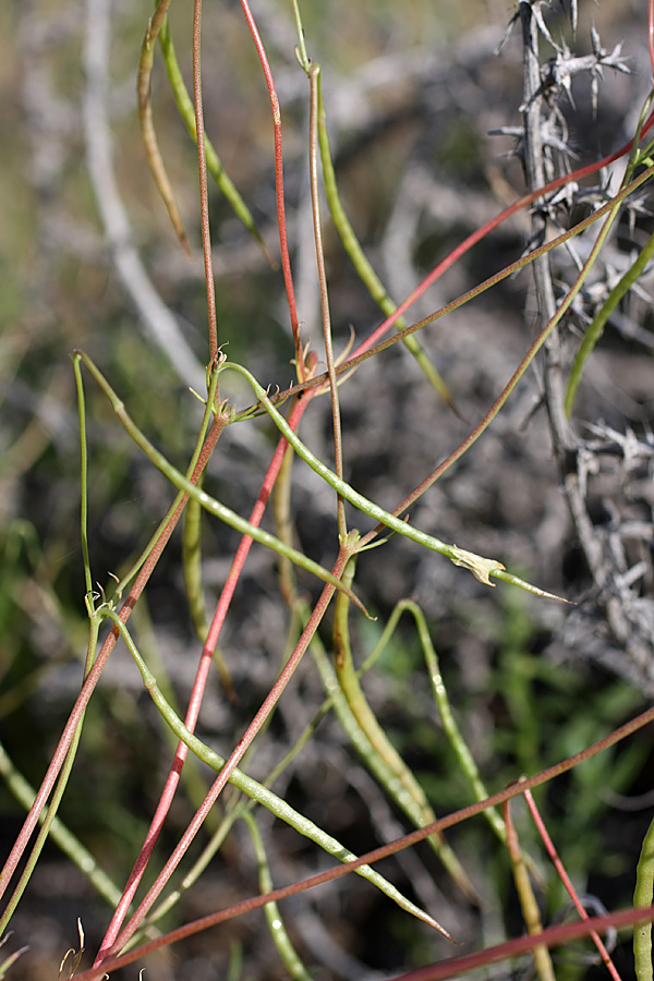 Image of Hypecoum parviflorum specimen.