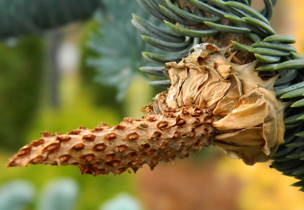 Image of Abies procera f. glauca specimen.