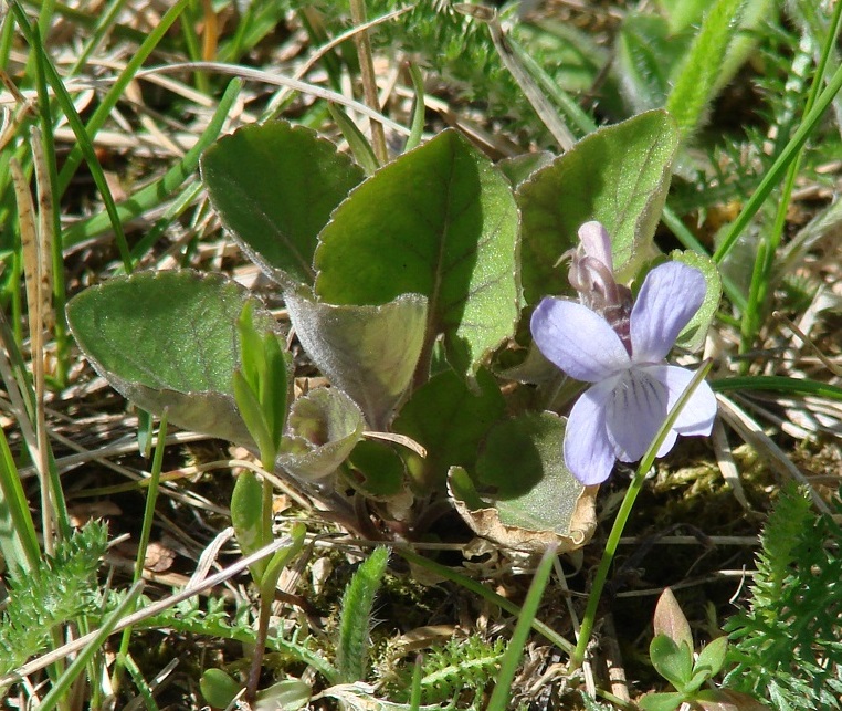 Image of Viola rupestris specimen.