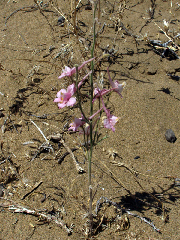 Изображение особи Delphinium camptocarpum.