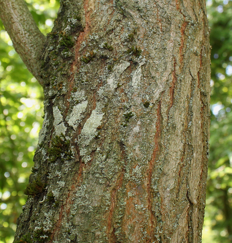 Image of Koelreuteria paniculata specimen.