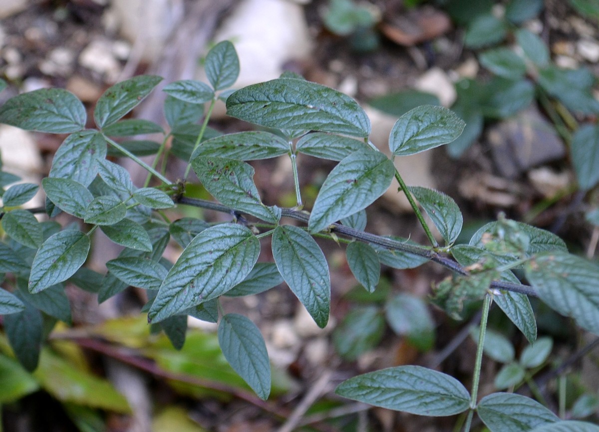 Image of Psoralea bituminosa ssp. pontica specimen.