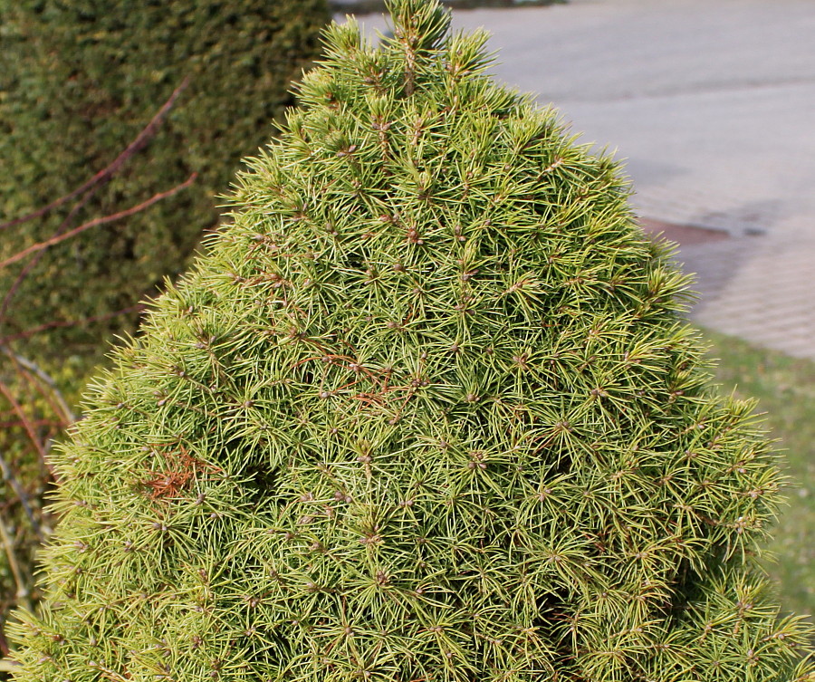 Image of Picea glauca specimen.