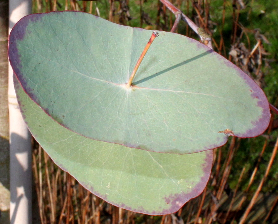 Изображение особи Eucalyptus perriniana.