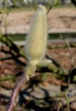 Magnolia × soulangeana. Бутон ('Lennei'). Германия, г. Дюссельдорф, Ботанический сад университета. 10.03.2014.