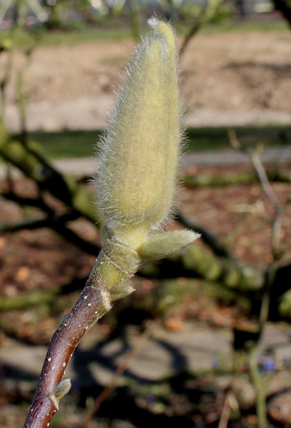 Image of Magnolia &times; soulangeana specimen.