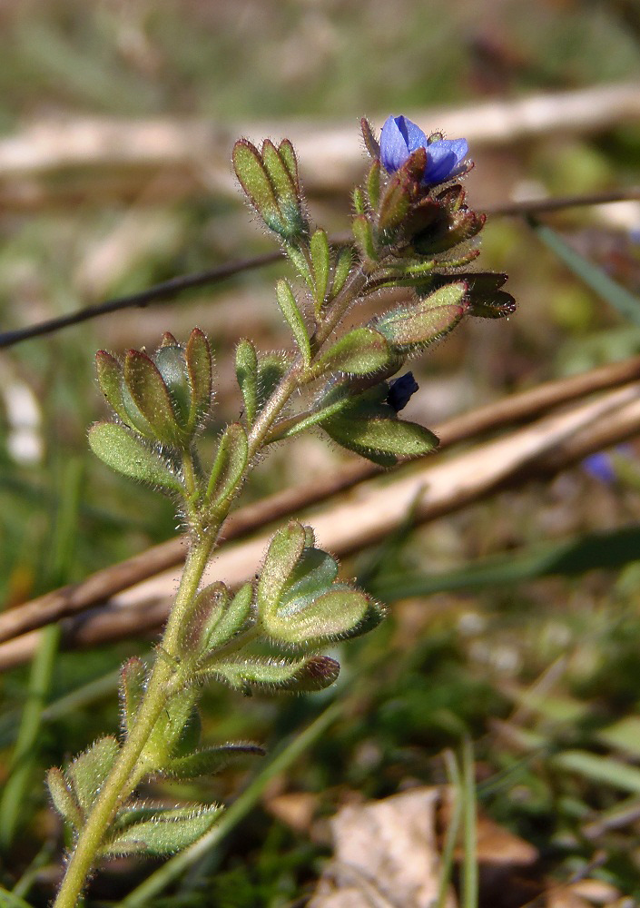 Image of Veronica triphyllos specimen.