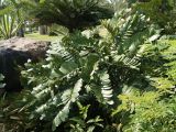 genus Zamia. Взрослое растение. Китай, остров Хайнань, окр. г. Санья, в культуре. 11.01.2014.