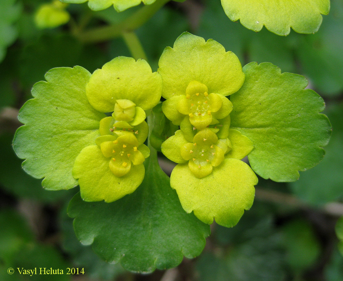 Изображение особи Chrysosplenium alternifolium.