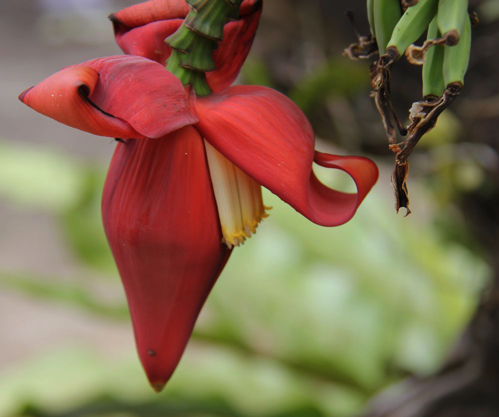 Image of Musa acuminata specimen.