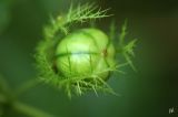 Passiflora foetida