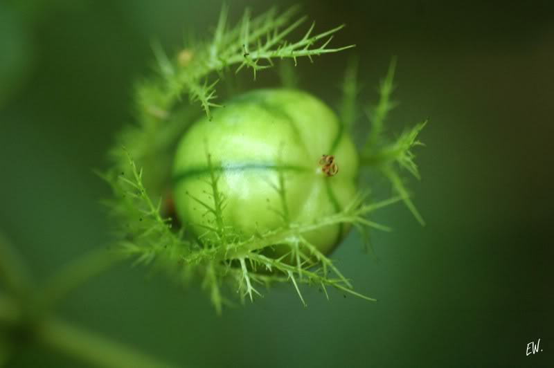 Изображение особи Passiflora foetida.