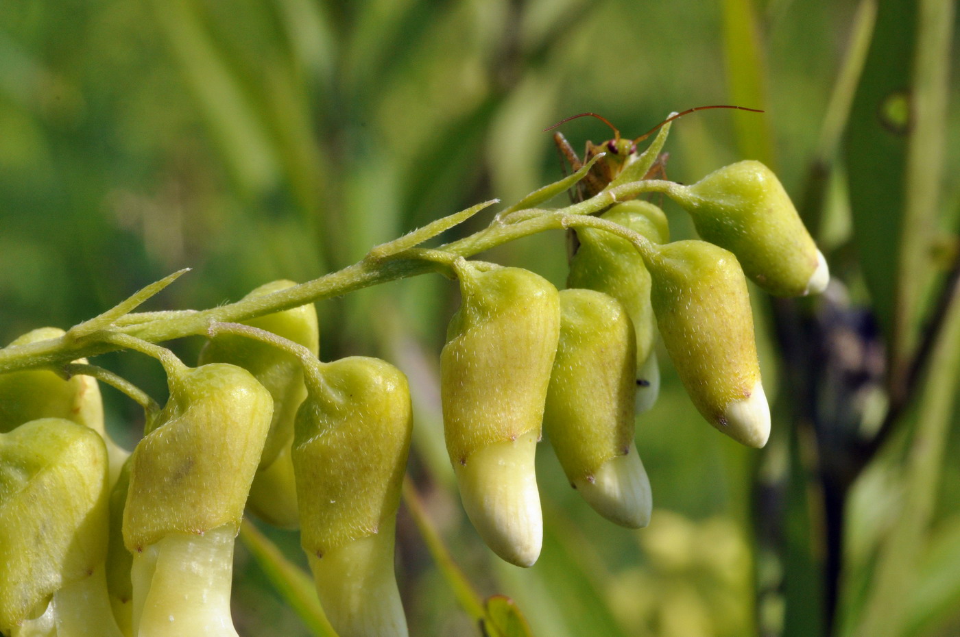 Image of Sophora flavescens specimen.