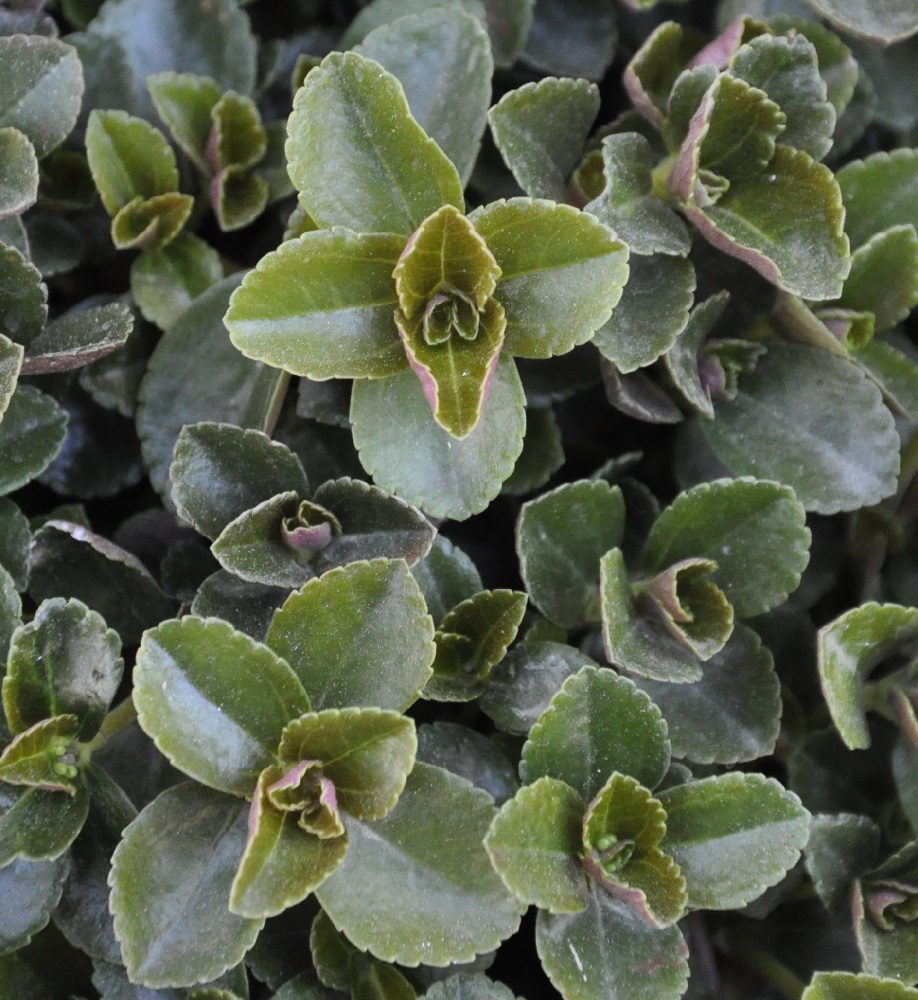 Image of Pilea depressa specimen.