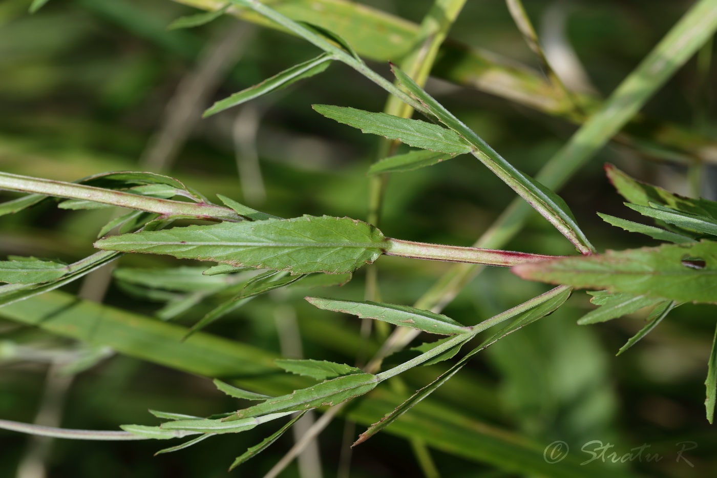 Image of Epilobium tetragonum specimen.