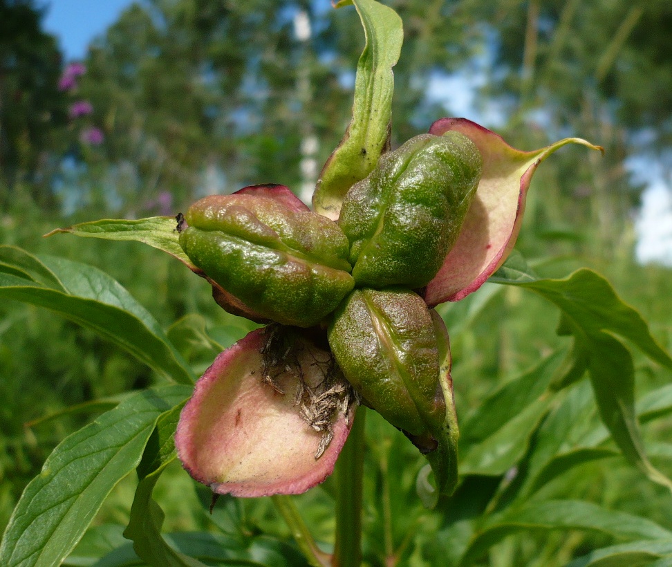 Изображение особи Paeonia anomala.