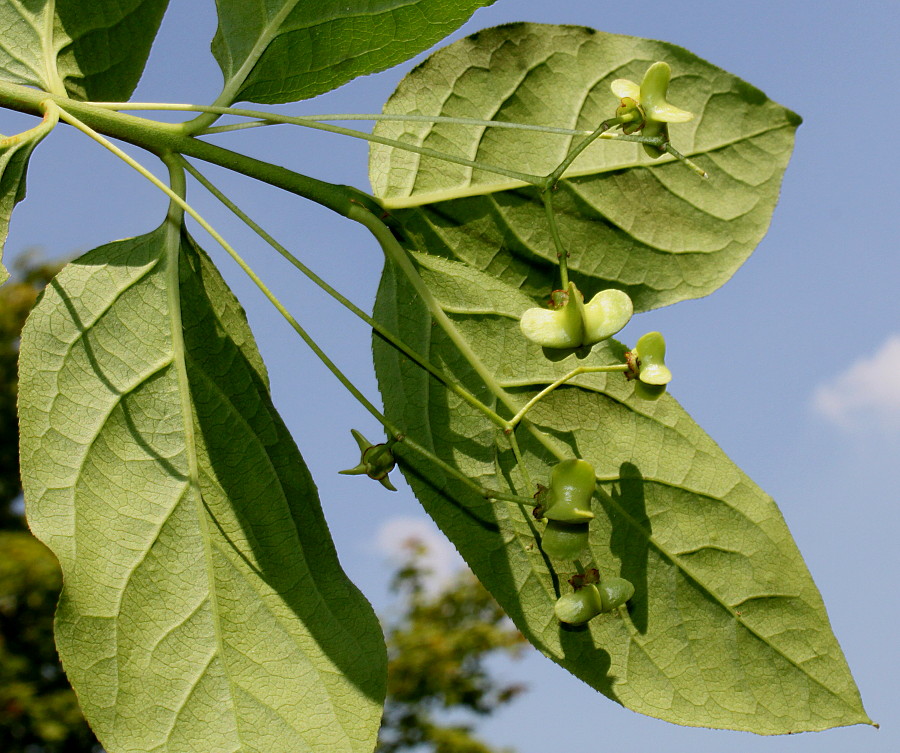 Изображение особи Euonymus sanguineus.