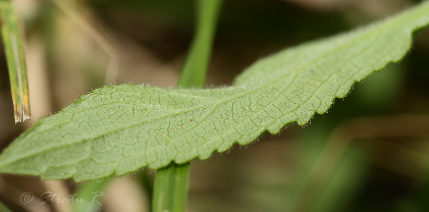 Image of Stachys palustris specimen.