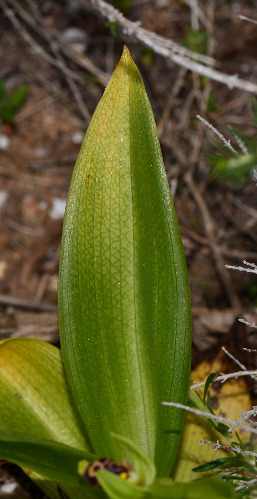 Image of Ophrys umbilicata specimen.