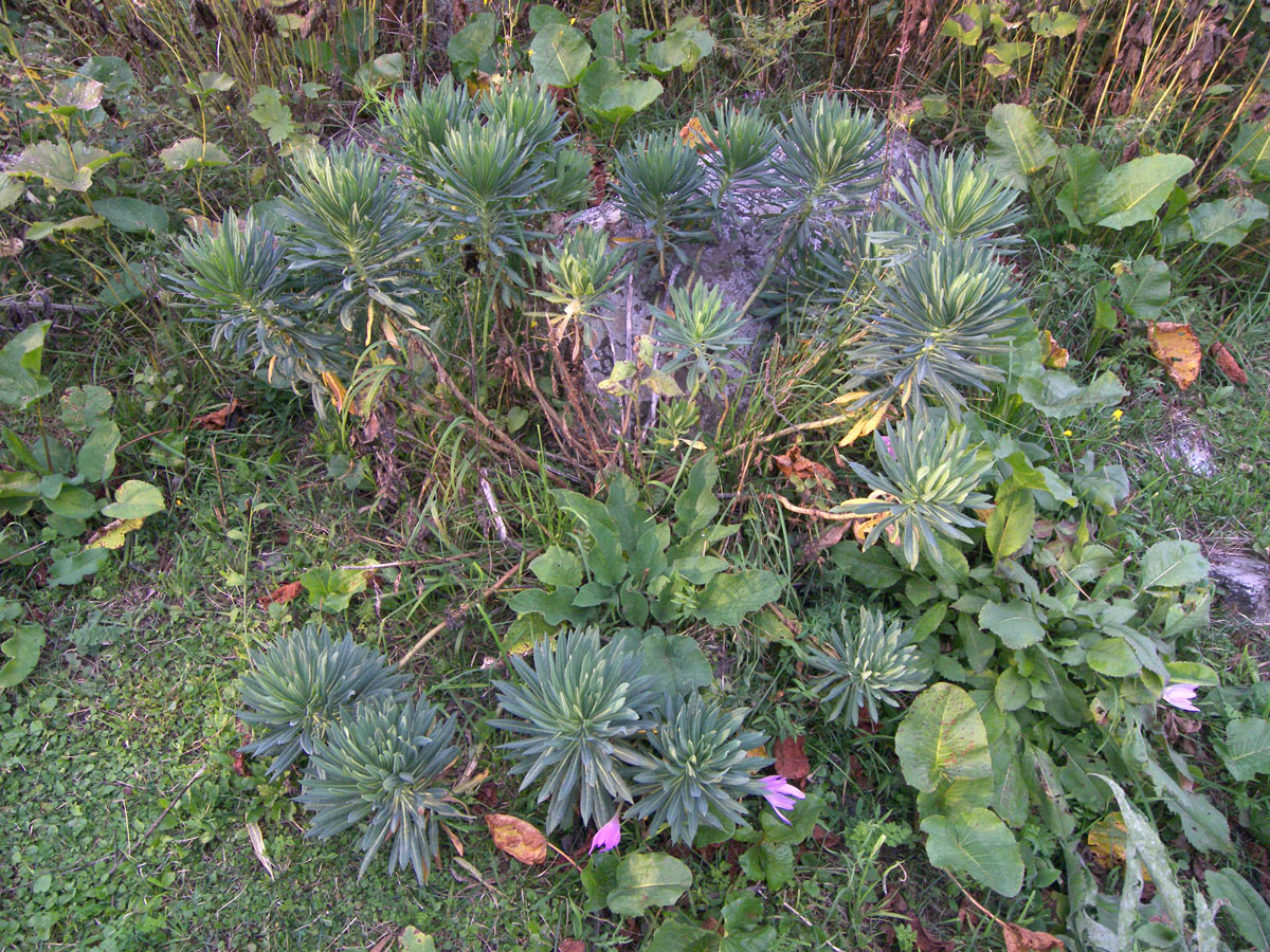 Image of Euphorbia glaberrima specimen.