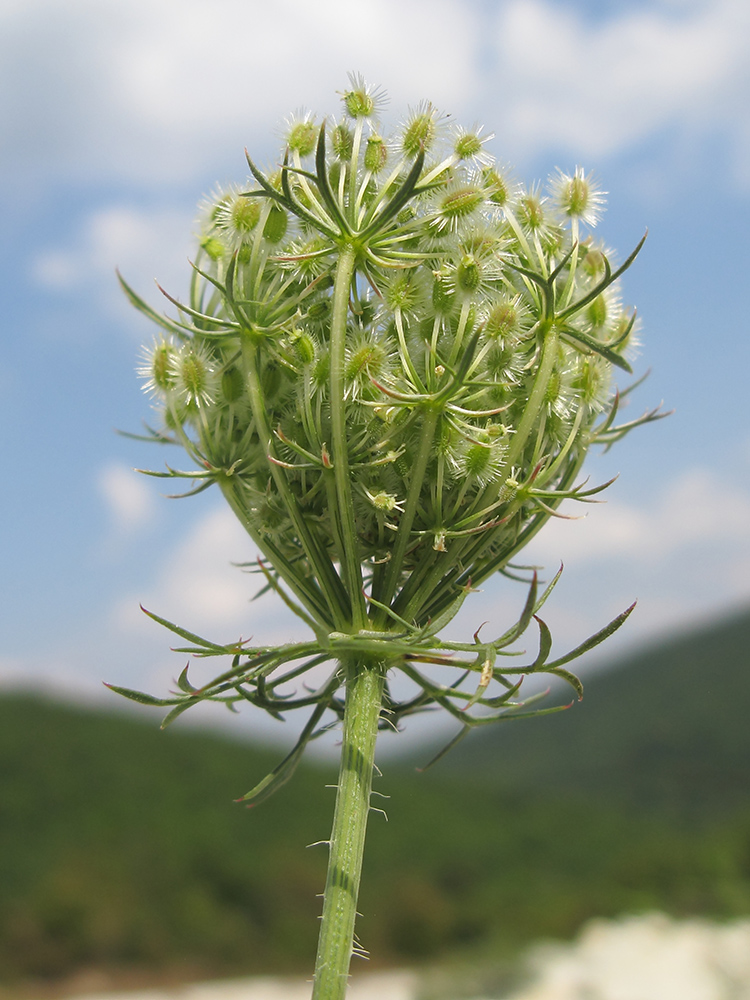 Изображение особи Daucus carota.