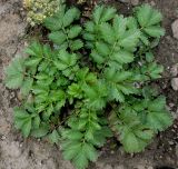 Смотреть изображение Potentilla dombeyi