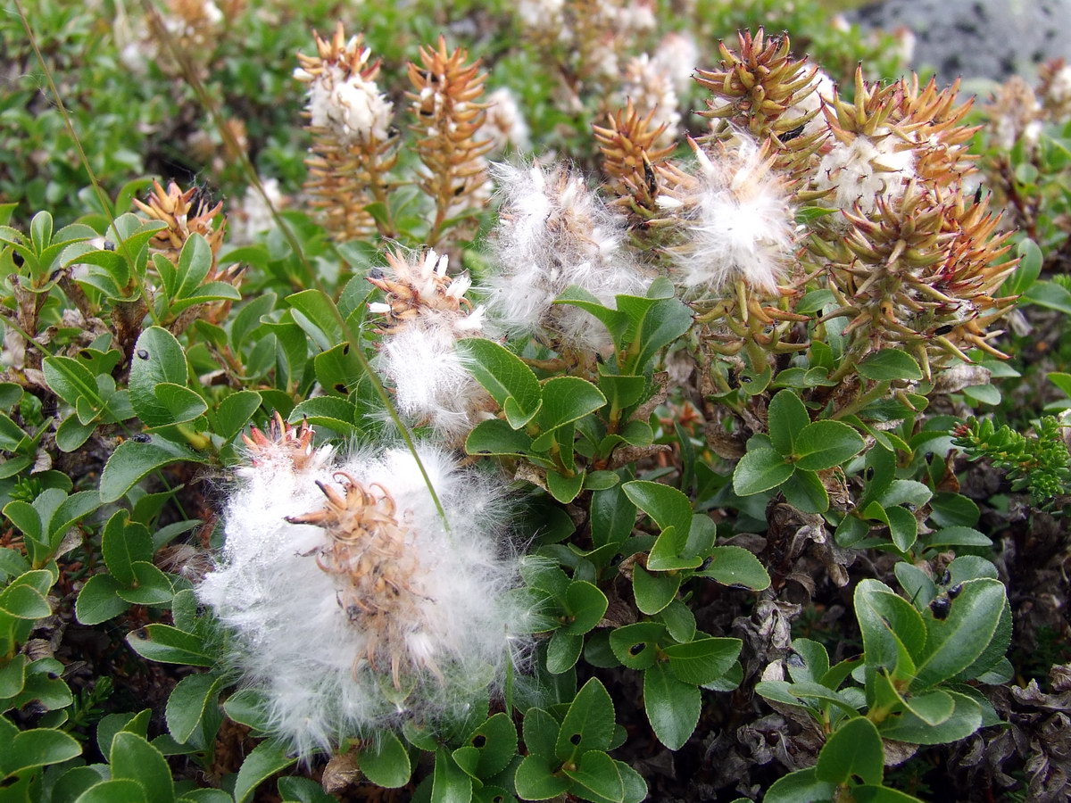 Image of Salix myrsinites specimen.