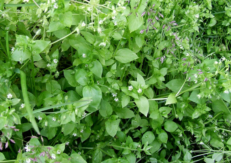 Image of Stellaria media specimen.