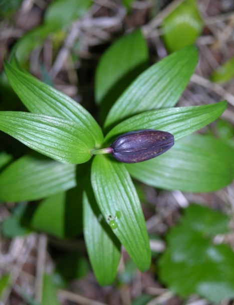 Image of Fritillaria camschatcensis specimen.