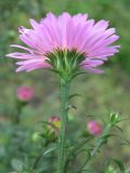 Symphyotrichum × versicolor. Соцветие (вид со стороны обёртки). С-Петербург, клумба. 16 сентября 2009 г.