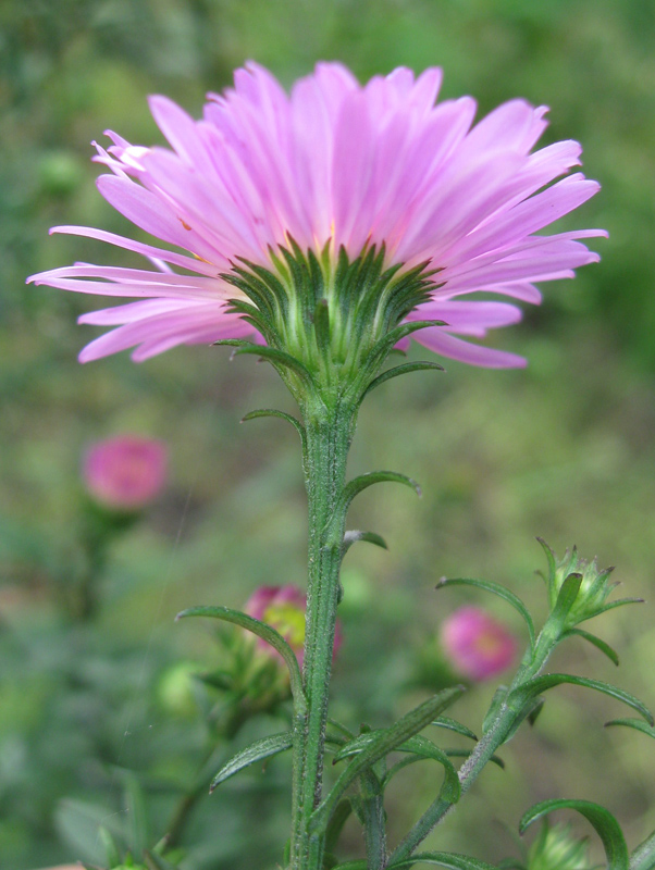 Image of Symphyotrichum &times; versicolor specimen.