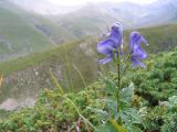 Aconitum cymbulatum. Верхушка цветущего растения (высота растения около 30 см). Кавказ, Зап. Приэльбрусье, долина р. Уллу-Хурзук, высота 2000 м н.у.м. Август 2008 г.