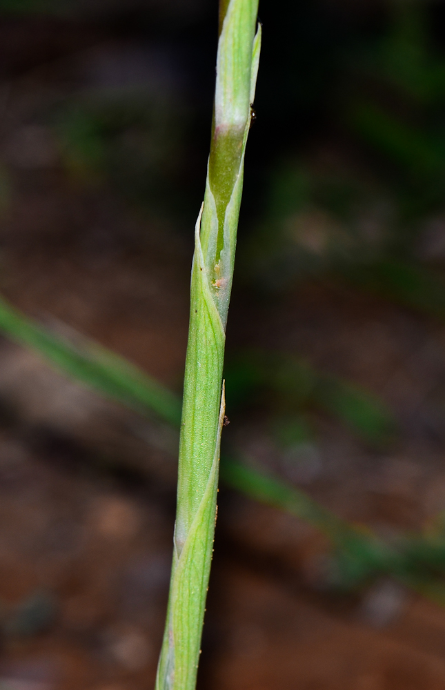 Image of Anacamptis sancta specimen.