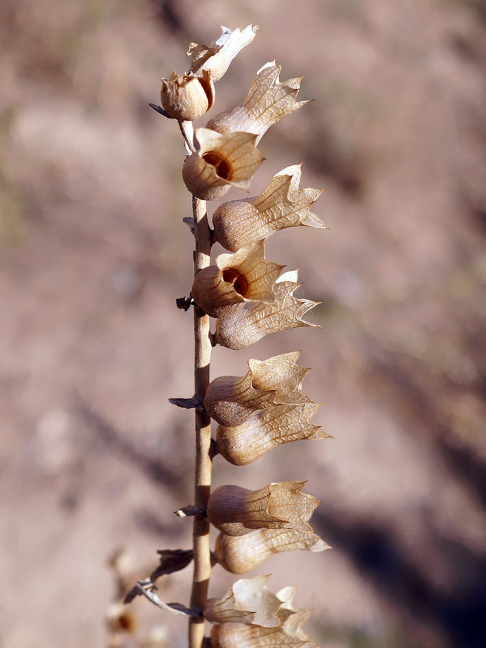 Image of Hyoscyamus niger specimen.