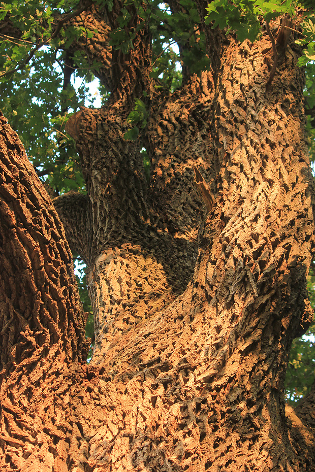 Image of Quercus robur specimen.