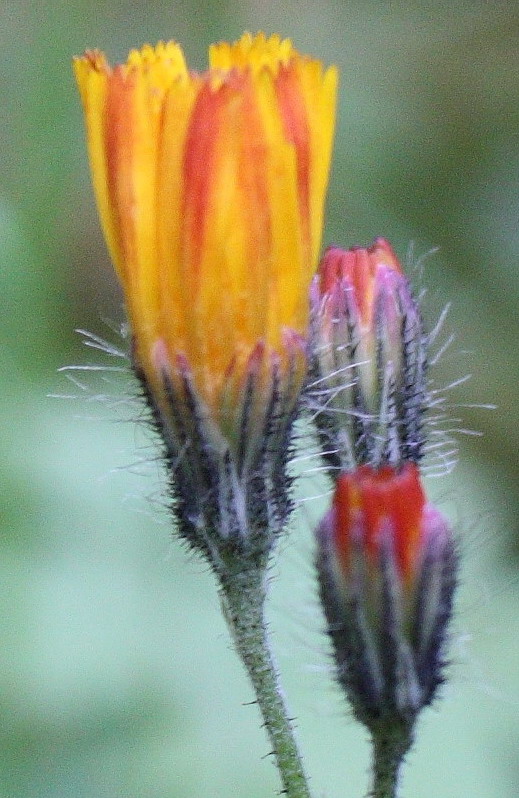 Image of genus Pilosella specimen.