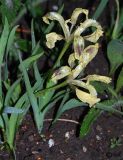 Iris pumila