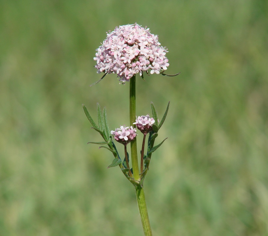 Изображение особи Valeriana alternifolia.