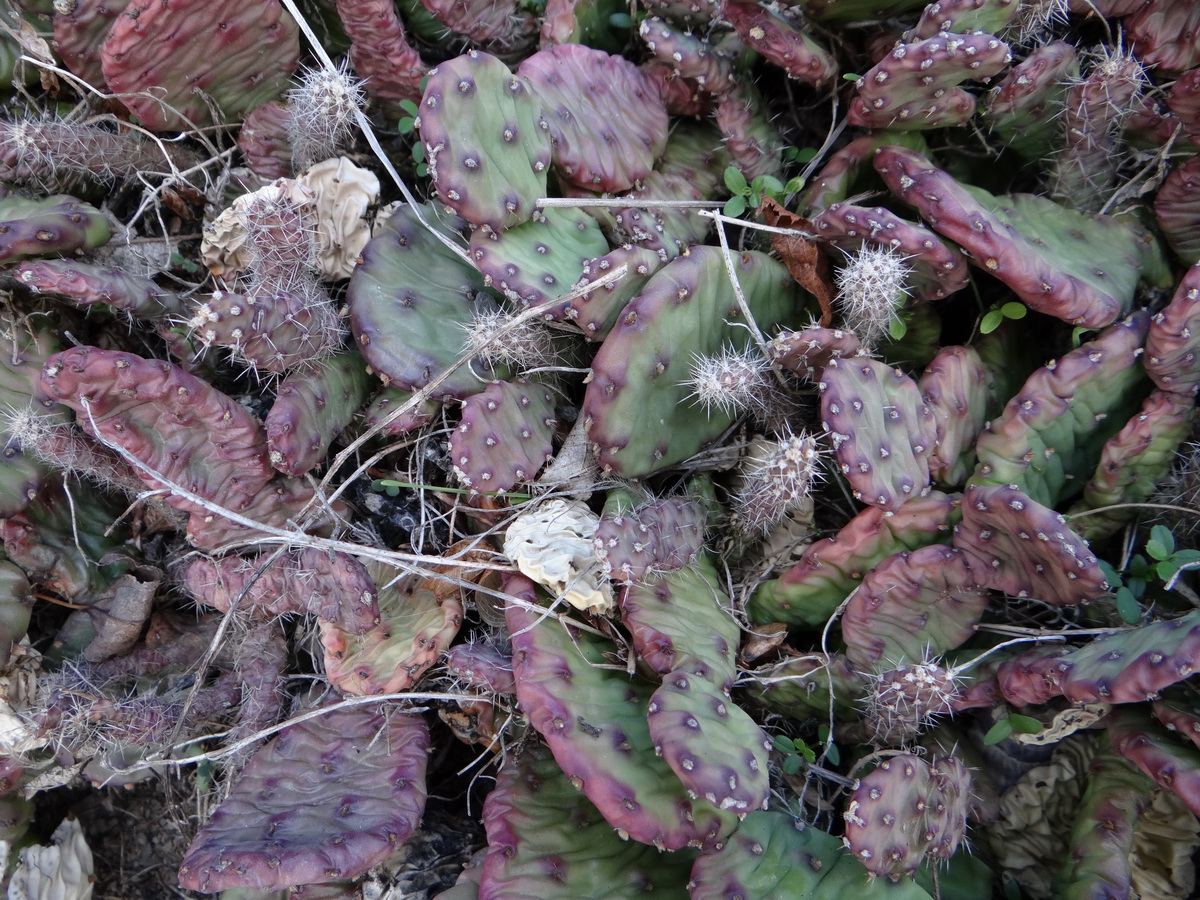 Image of Opuntia humifusa specimen.