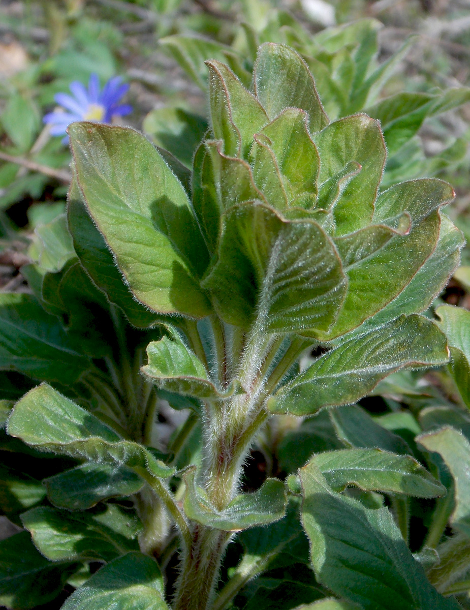 Image of Lysimachia verticillaris specimen.