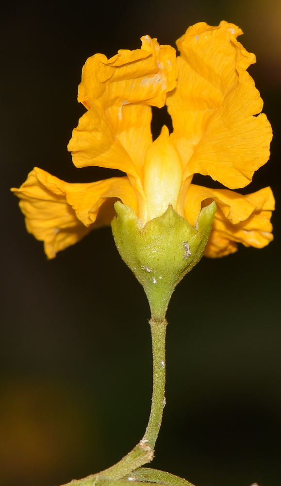 Image of Tipuana tipu specimen.