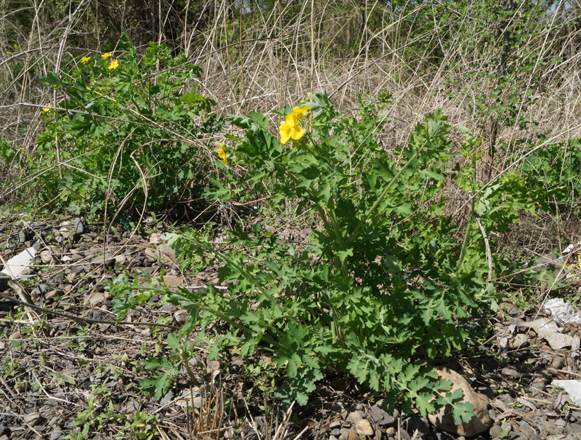 Изображение особи Chelidonium majus.