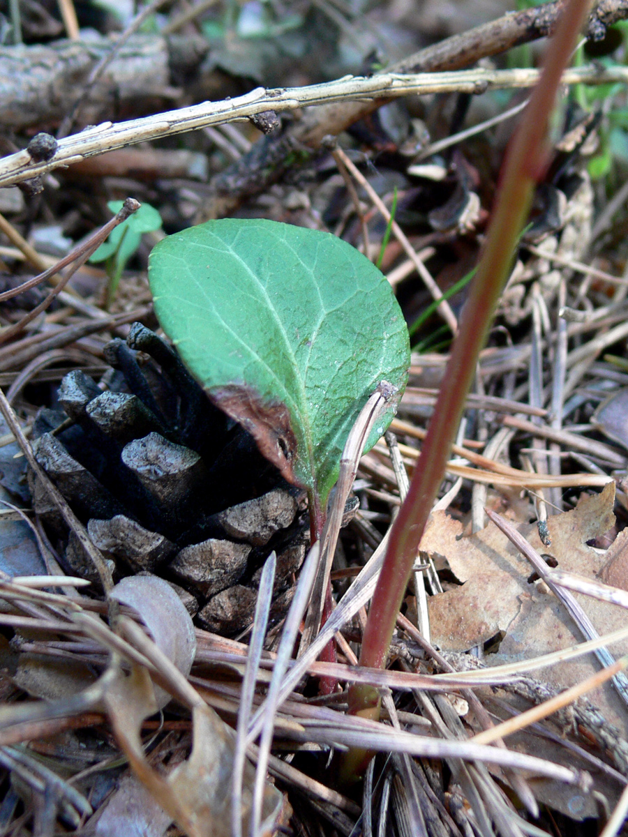 Изображение особи Pyrola chlorantha.