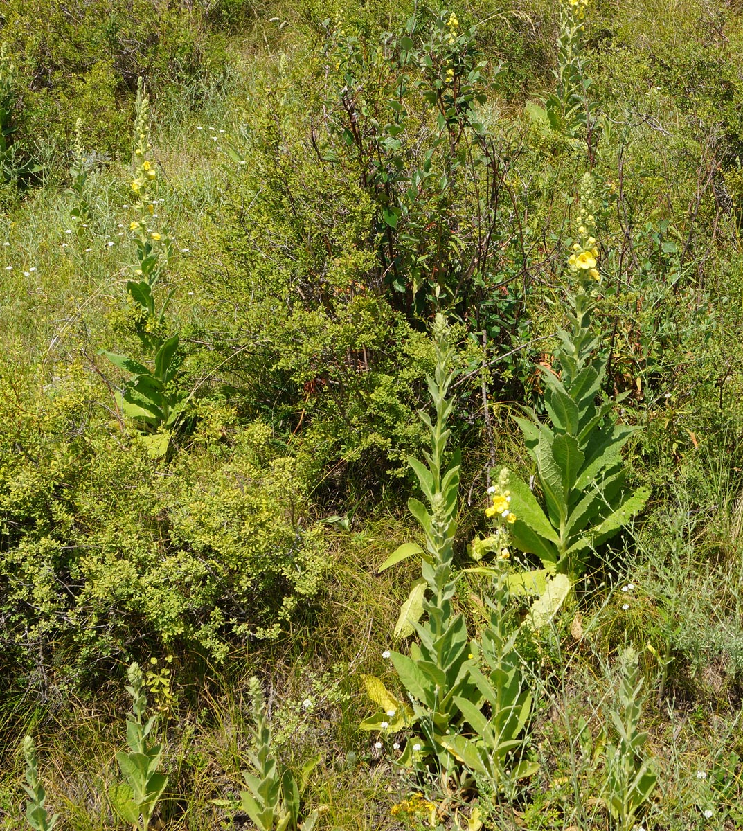 Изображение особи Verbascum phlomoides.